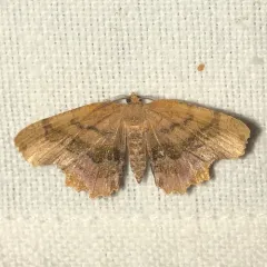 Scallop Moth thumbnail 2