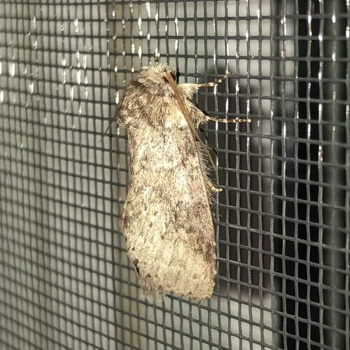 Variable Oakleaf Caterpillar Moth