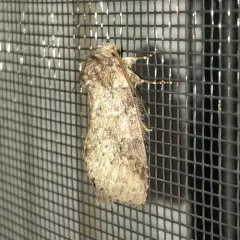 Variable Oakleaf Caterpillar Moth thumbnail 1