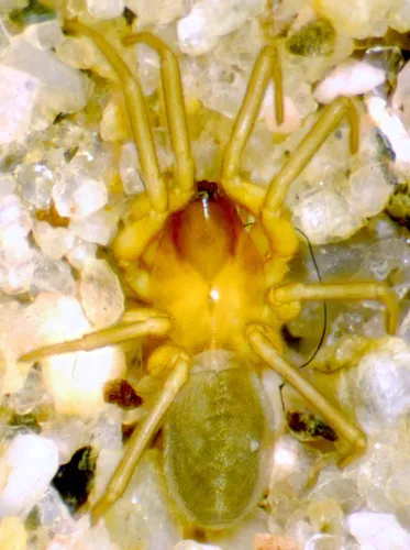 Walckenaeria pallida