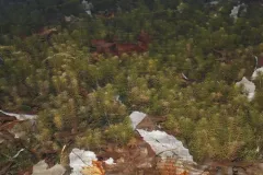 Pink Bog Button thumbnail 1