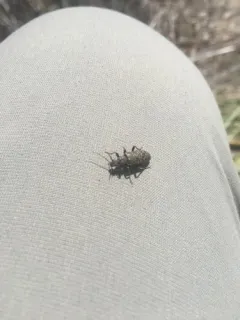 Pergetus campanulatus thumbnail 2