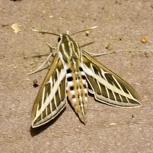 White-lined Sphinx