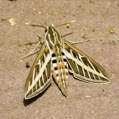 White-lined Sphinx thumbnail 1