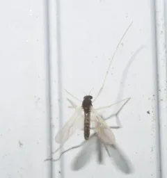 Phaenopsectra flavipes thumbnail 3