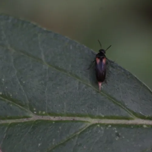 Yellow-shouldered Tumbling Flower Beetle