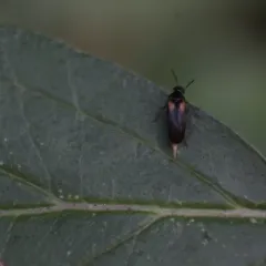 Yellow-shouldered Tumbling Flower Beetle thumbnail 1
