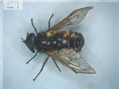 Broad-headed Horse Fly thumbnail 4