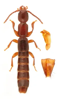 Lathrobium scolopaceum thumbnail 2