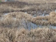 Long's Bulrush thumbnail 2
