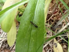 Trypoxylon pennsylvanicum thumbnail 2
