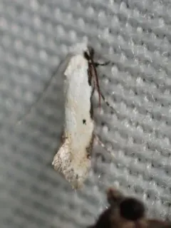 Mea skinnerella thumbnail 3