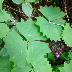 vanilla leaf thumbnail 1