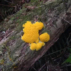 Dog Vomit Slime Mold thumbnail 5