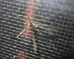 Liogma nodicornis thumbnail 4