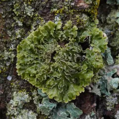 Bottlebrush Frost Lichen thumbnail 4
