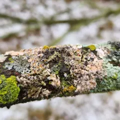 Erythricium aurantiacum thumbnail 4