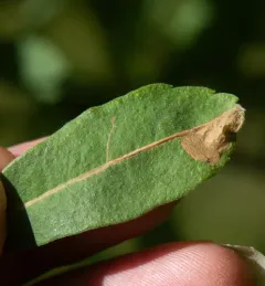 Finite-channeled Leafminer Moth thumbnail 4