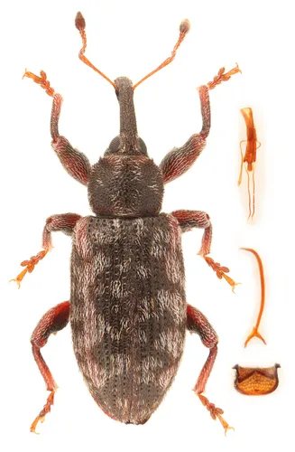 Poplar Bud Weevil