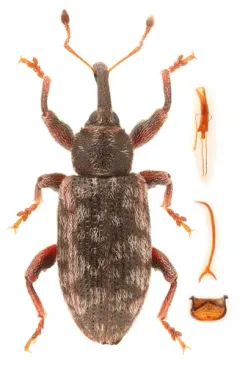 Poplar Bud Weevil thumbnail 1