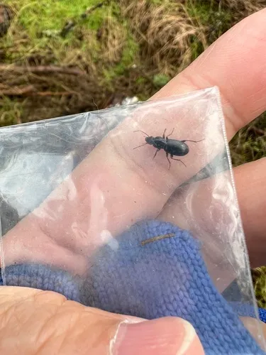 Pterostichus pumilus