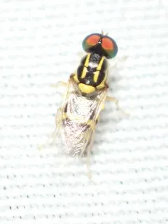 Oxycera variegata thumbnail 4