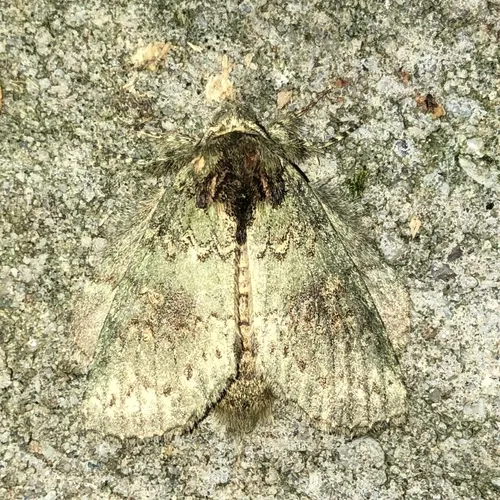 Wavy-lined Heterocampa Moth