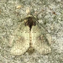 Wavy-lined Heterocampa Moth thumbnail 1