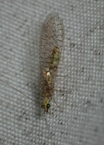 Eremochrysa canadensis