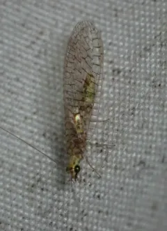 Eremochrysa canadensis thumbnail 1