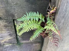 soft shield fern thumbnail 2