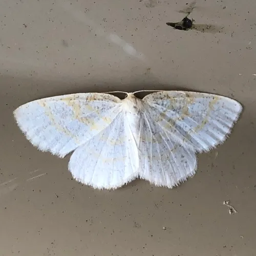 Yellow-dusted Cream Moth