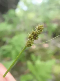 northern clustered sedge thumbnail 2