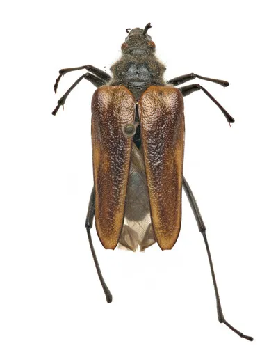 Pachyta lamed