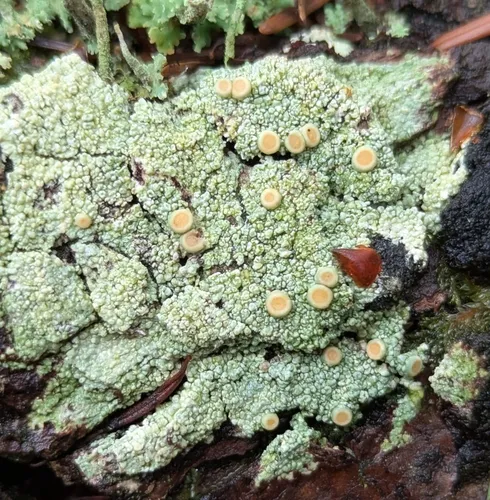 Double-Rimmed Saucer Lichen