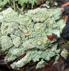 Double-Rimmed Saucer Lichen thumbnail 1