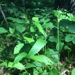 broad-leaved panic grass thumbnail 3