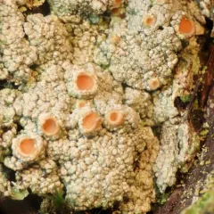 Double-Rimmed Saucer Lichen thumbnail 4