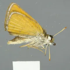 Garita Skipperling thumbnail 4
