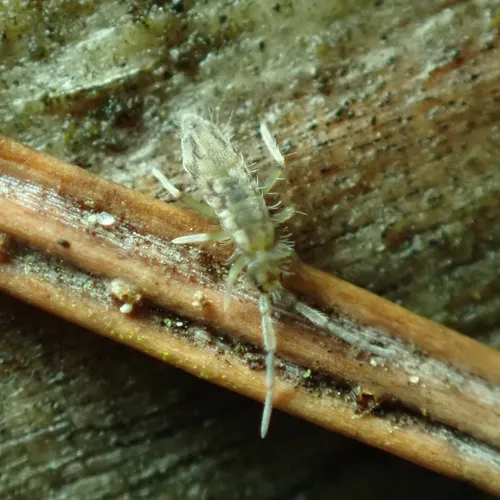 Entomobrya katzi