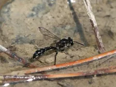 Trypoxylon tridentatum thumbnail 2