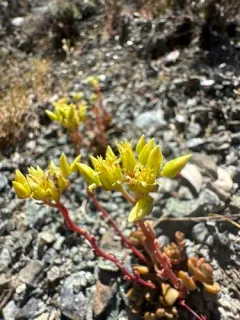 Blue Creek Stonecrop thumbnail 1