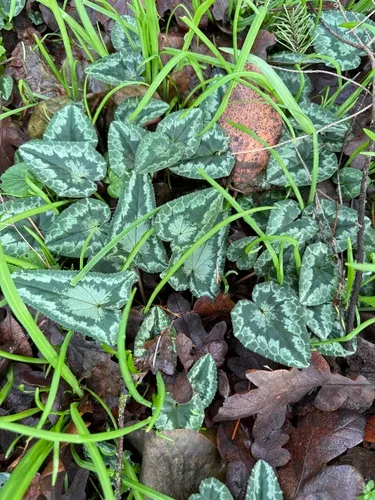 Persian Cyclamen