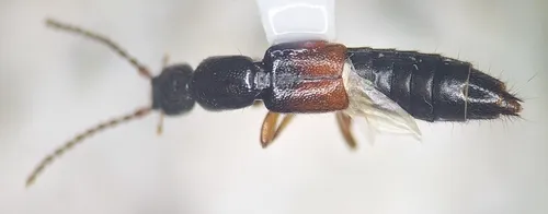 Lathrobium fulvipenne