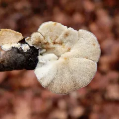 Trametes pubescens thumbnail 4