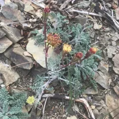 Hoary Pincushion thumbnail 2