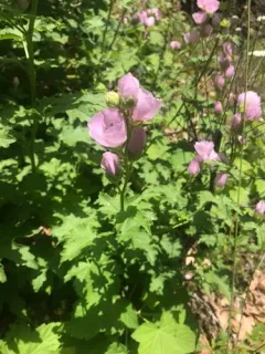 california globe mallow thumbnail 4
