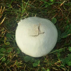 giant puffball thumbnail 2