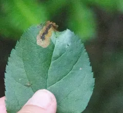 Dusty Apple Pigmy thumbnail 4