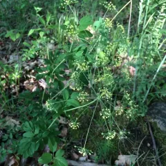 yellow pimpernel thumbnail 4